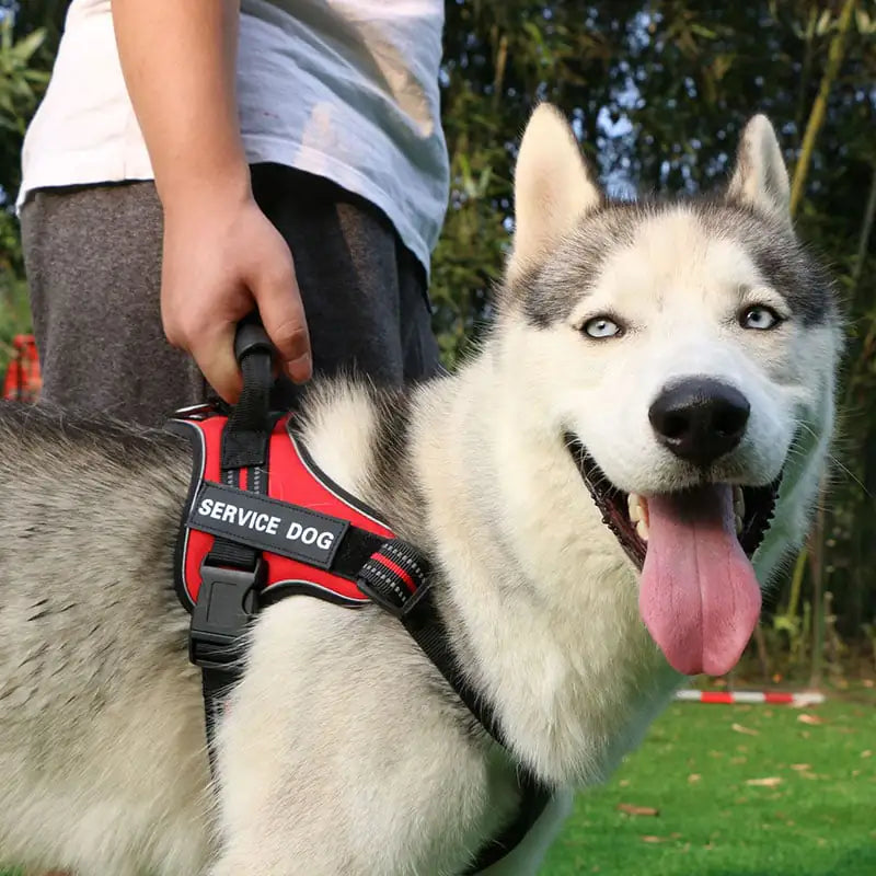 Medium and Large Dog Leash with Chest Strap Vest