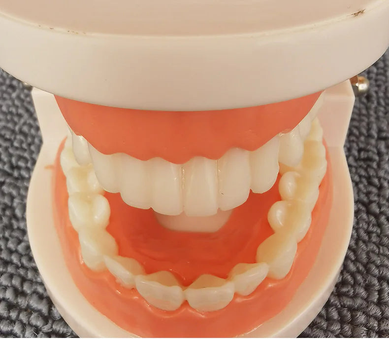 Denture Tooth Model