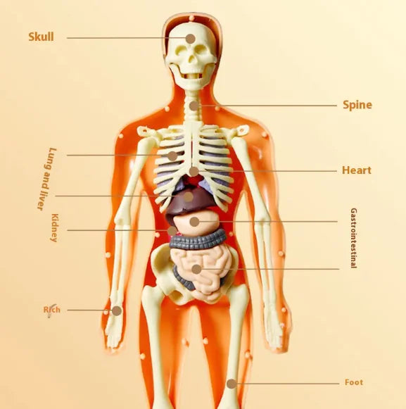 Cognikids Human Body Learning Toy