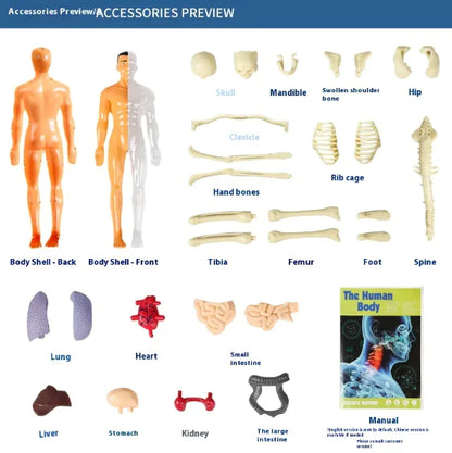 Cognikids Human Body Learning Toy