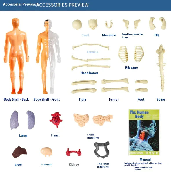 Cognikids Human Body Learning Toy
