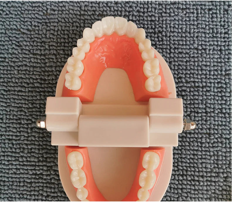Denture Tooth Model