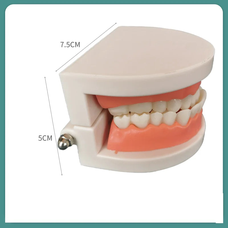 Denture Tooth Model