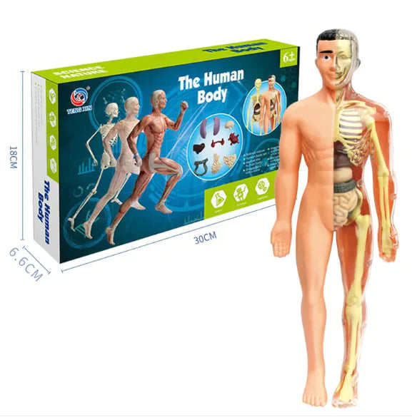 Cognikids Human Body Learning Toy