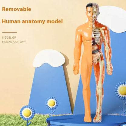 Cognikids Human Body Learning Toy