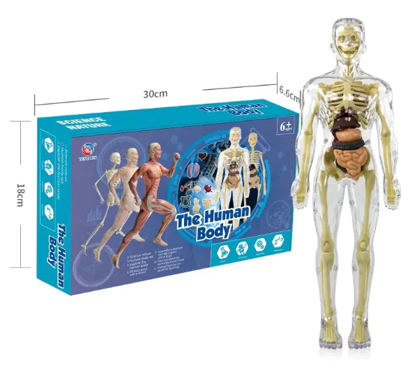 Cognikids Human Body Learning Toy